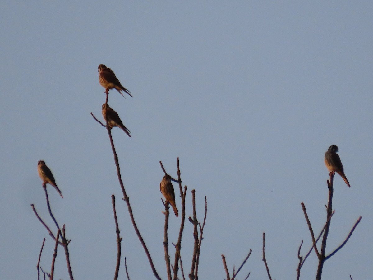 American Kestrel - ML623685923