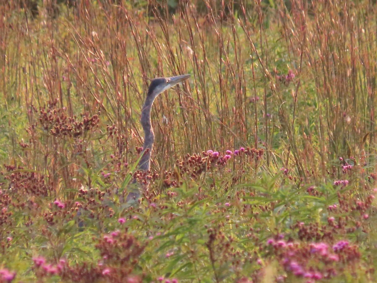 Great Blue Heron - ML623685938