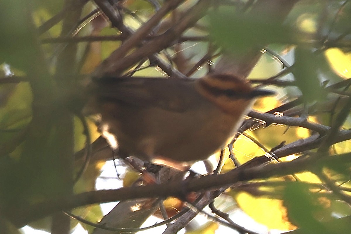 Buff-banded Bushbird - ML623685950