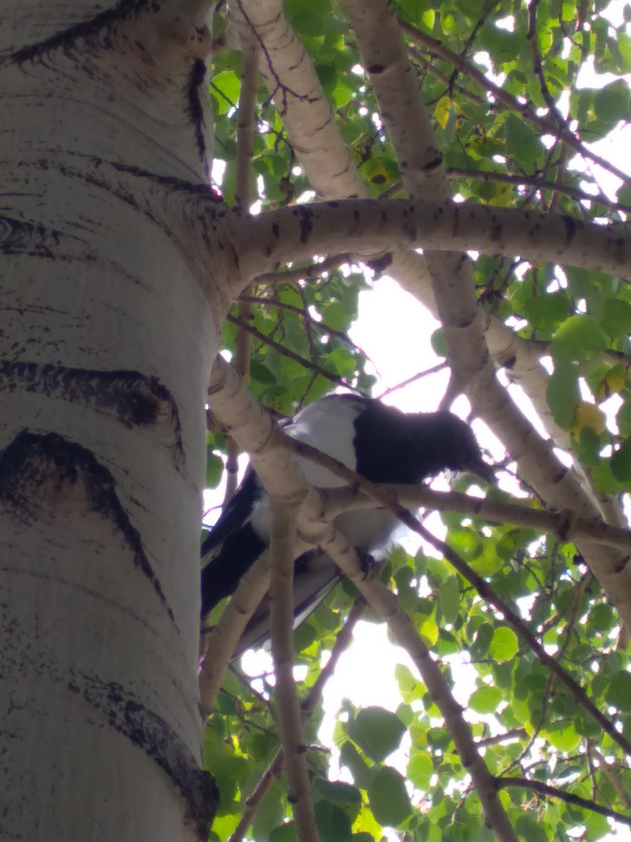 Black-billed Magpie - ML623685961