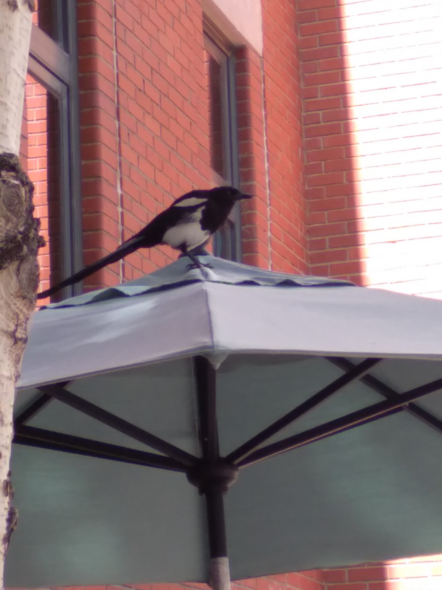 Black-billed Magpie - ML623685962