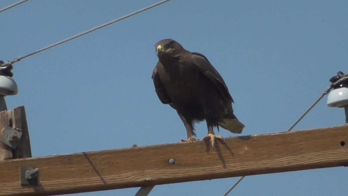 Ferruginous Hawk - ML623685964