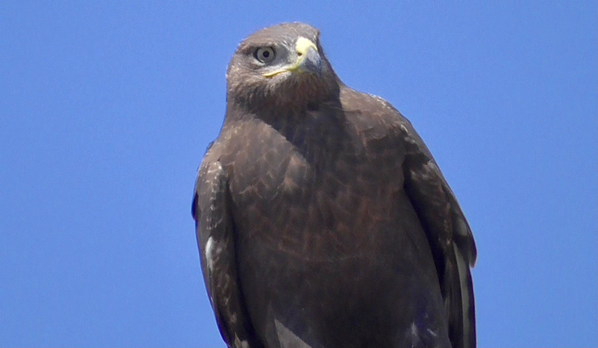 Ferruginous Hawk - ML623685965