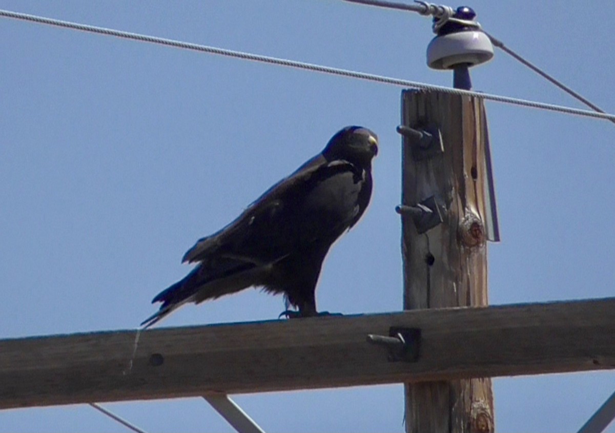 Ferruginous Hawk - Bernard Morris