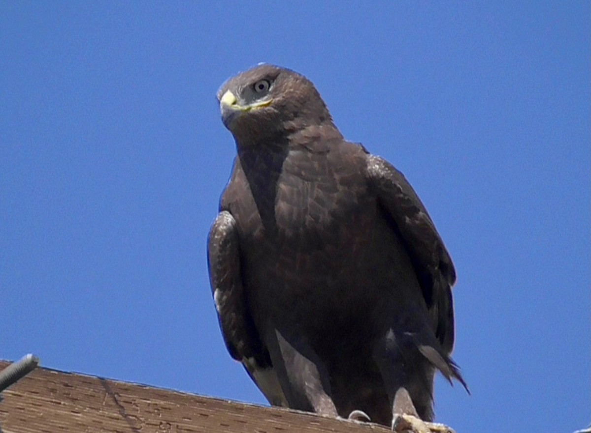 Ferruginous Hawk - Bernard Morris