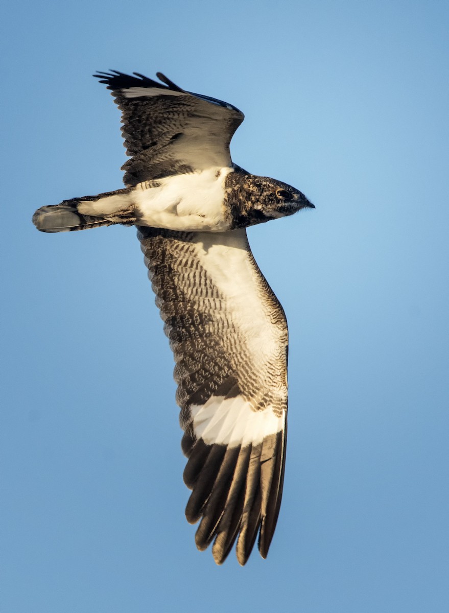 Nacunda Nighthawk - ML623685968