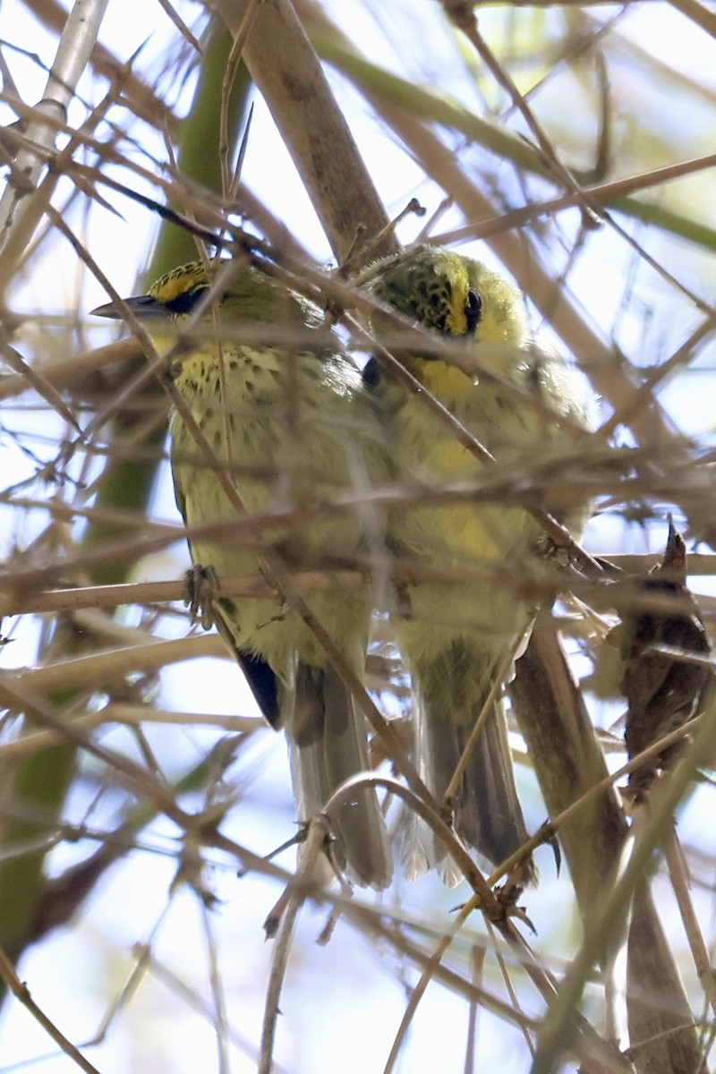 Timor White-eye - ML623685969