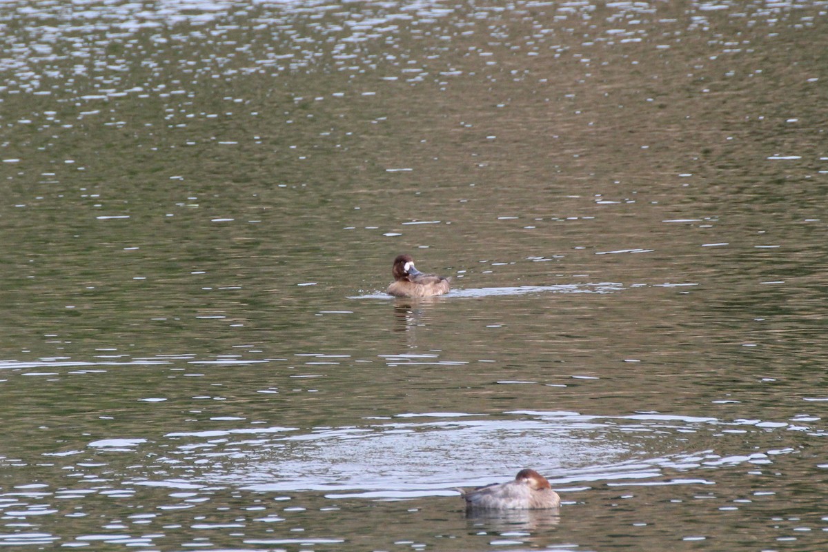 Greater Scaup - ML623685974