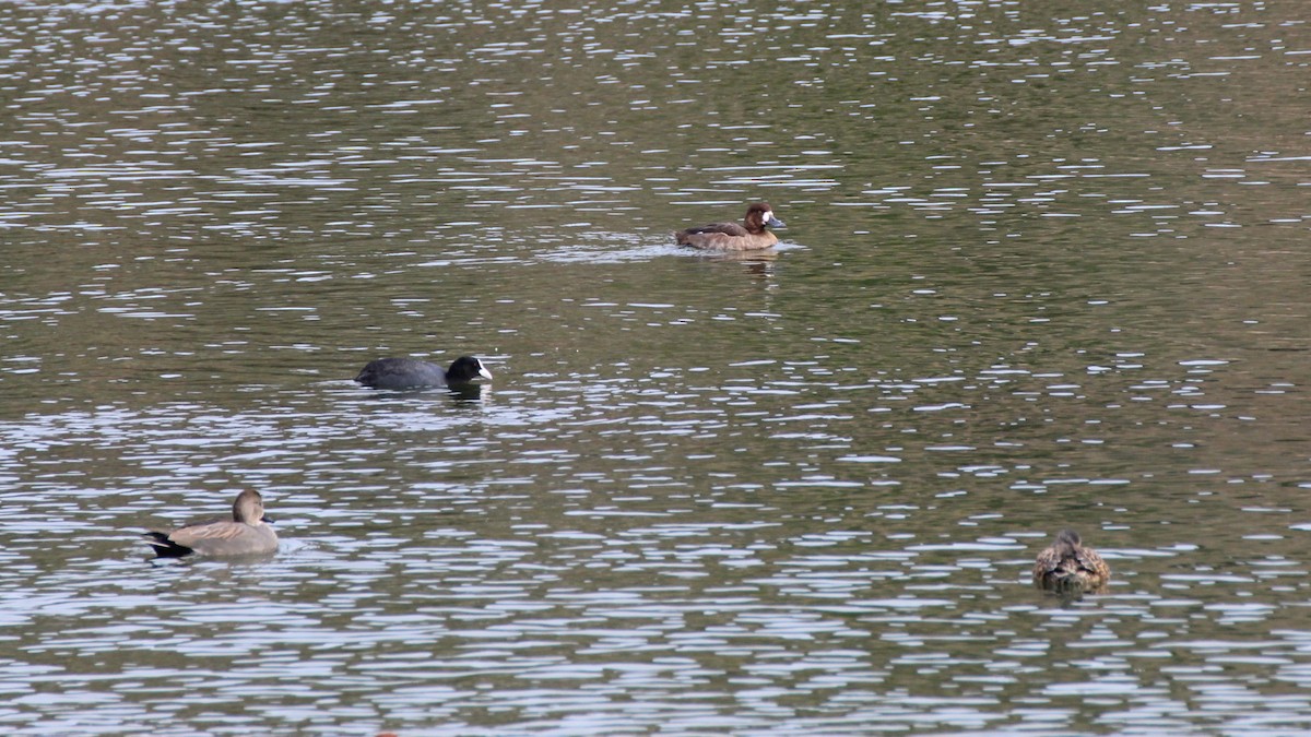 Greater Scaup - ML623685975