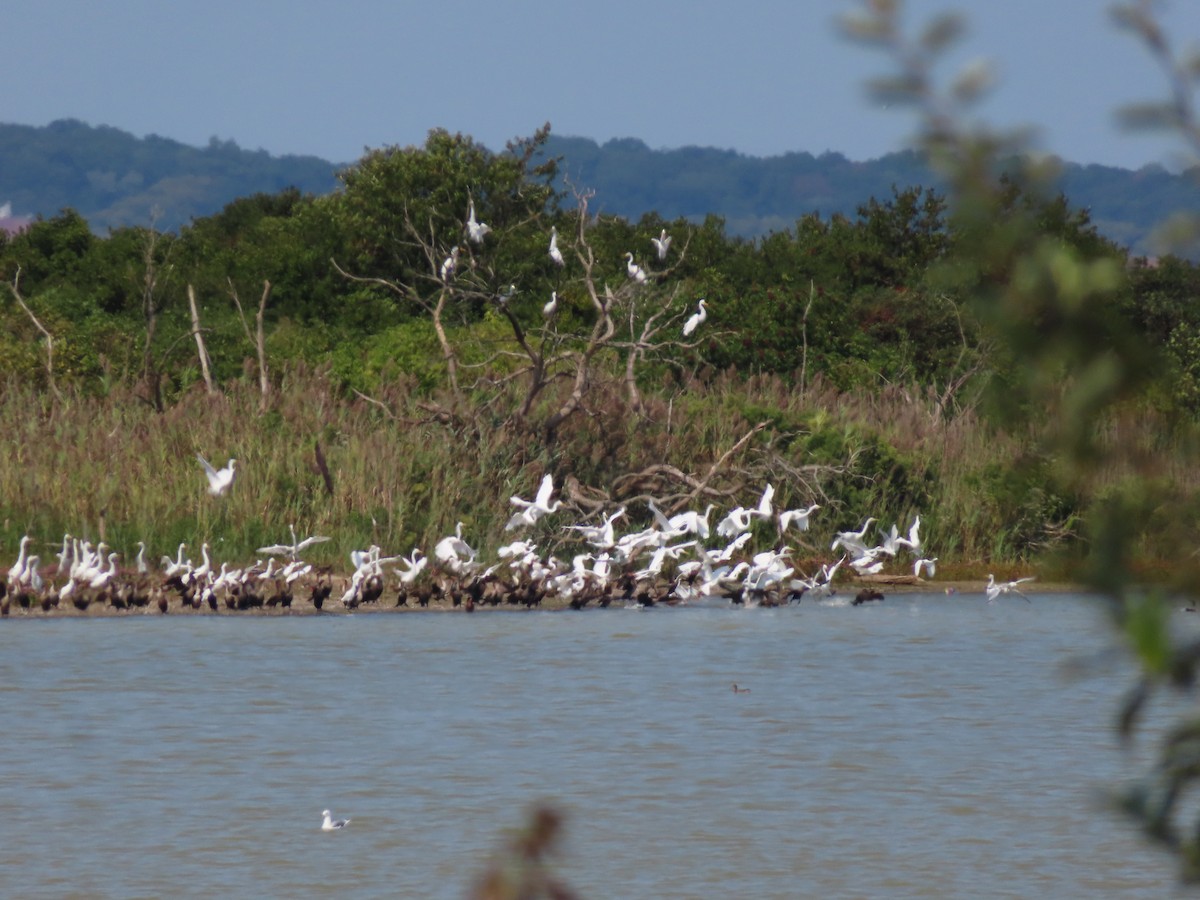 Great Egret - ML623685983