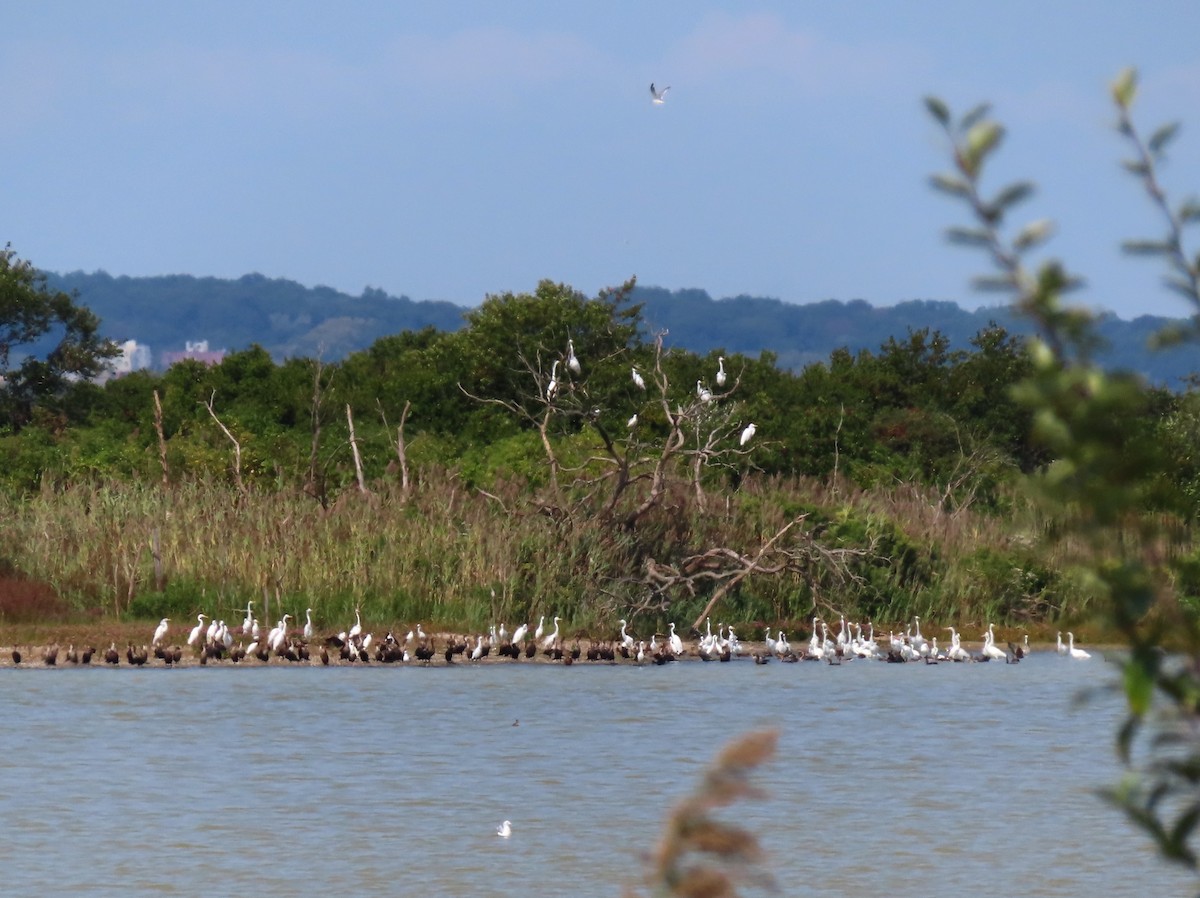 Great Egret - ML623685998