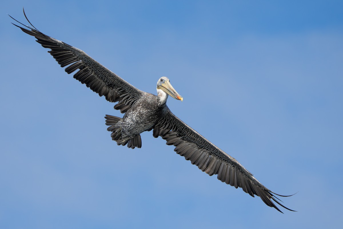 Brown Pelican (California) - Darren Clark