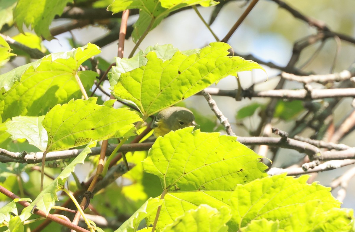 Magnolia Warbler - ML623686017