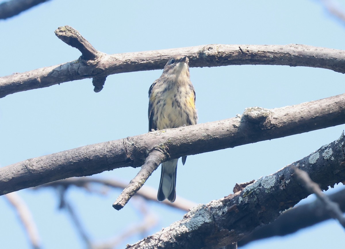 Yellow-rumped Warbler - Marie Provost