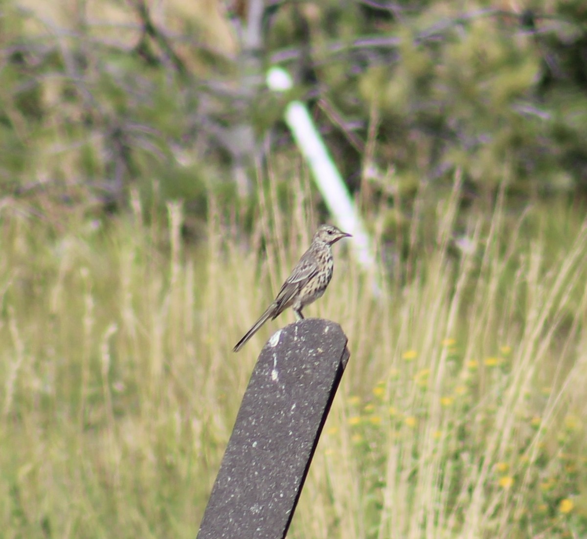 Sage Thrasher - ML623686110