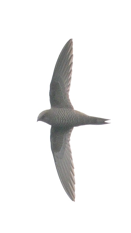 Mottled Swift - ML623686143