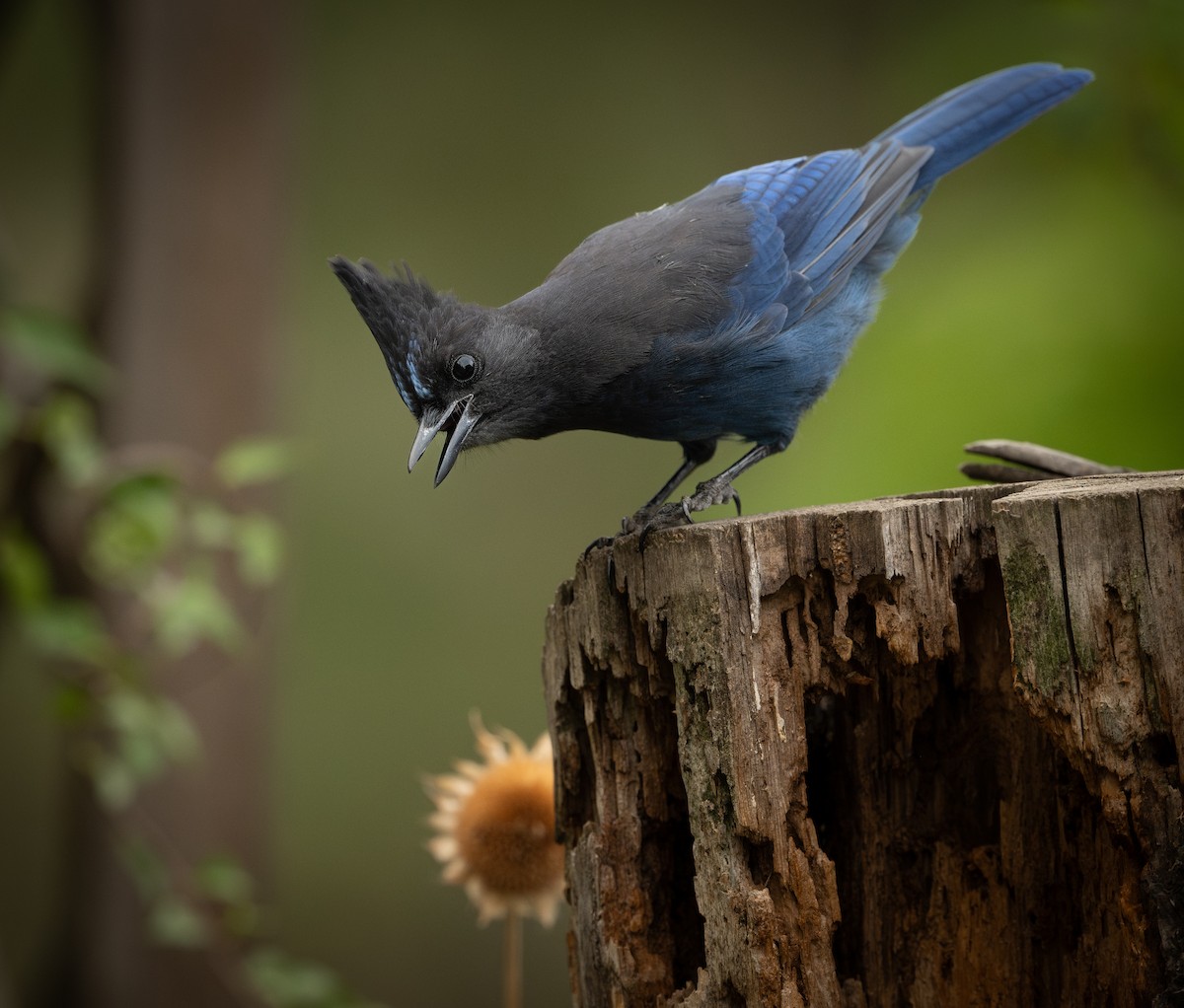 Steller's Jay - ML623686164