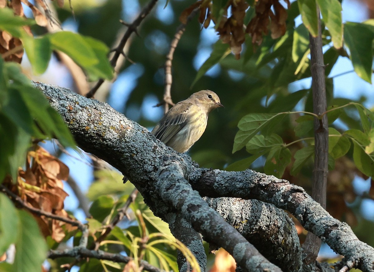 Yellow-rumped Warbler - ML623686196