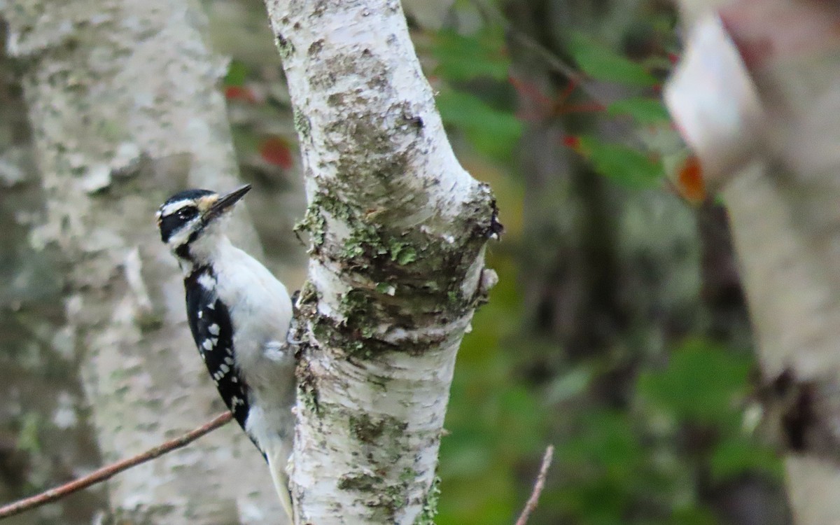 Hairy Woodpecker - ML623686198