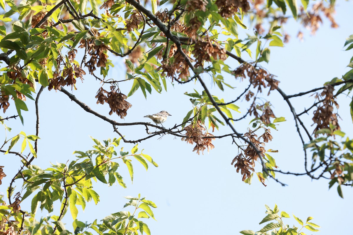 Yellow-rumped Warbler - ML623686200