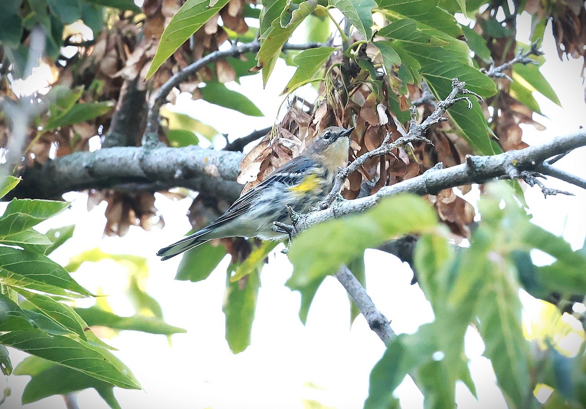 Yellow-rumped Warbler - ML623686203