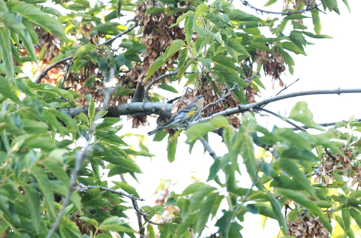 Yellow-rumped Warbler - ML623686205