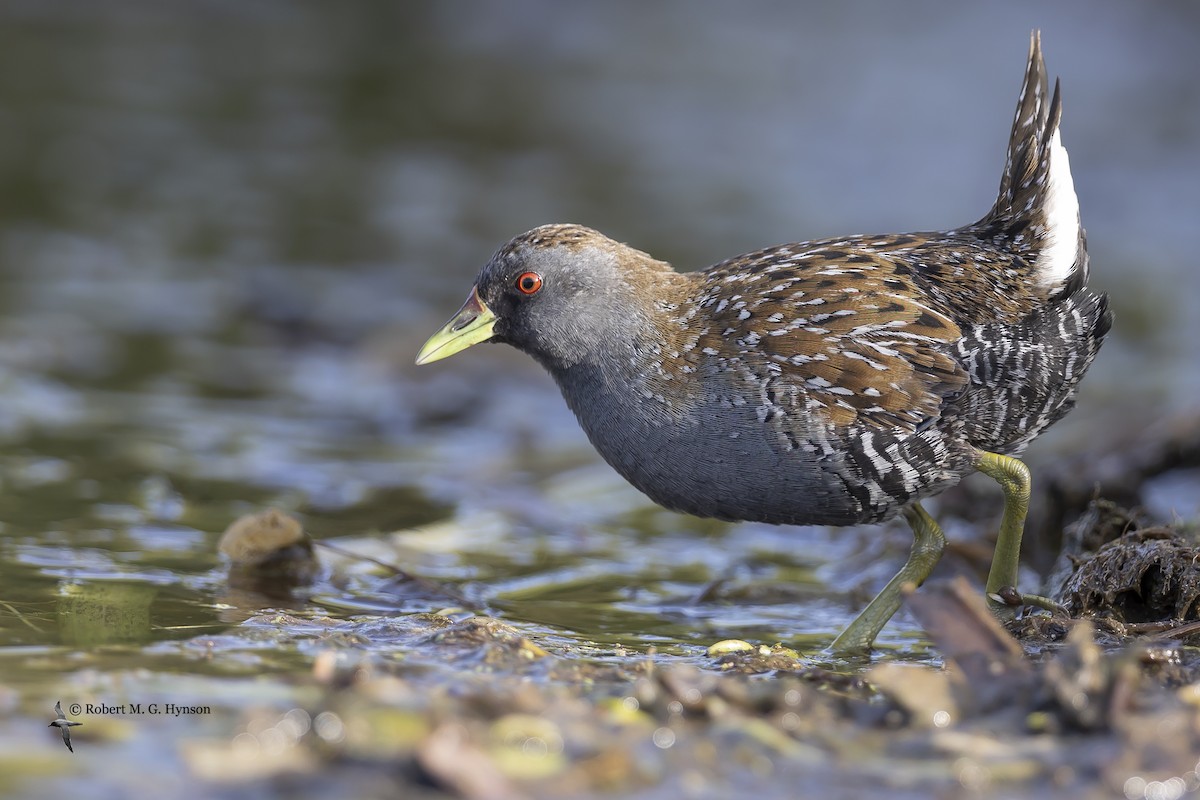 Australian Crake - ML623686214