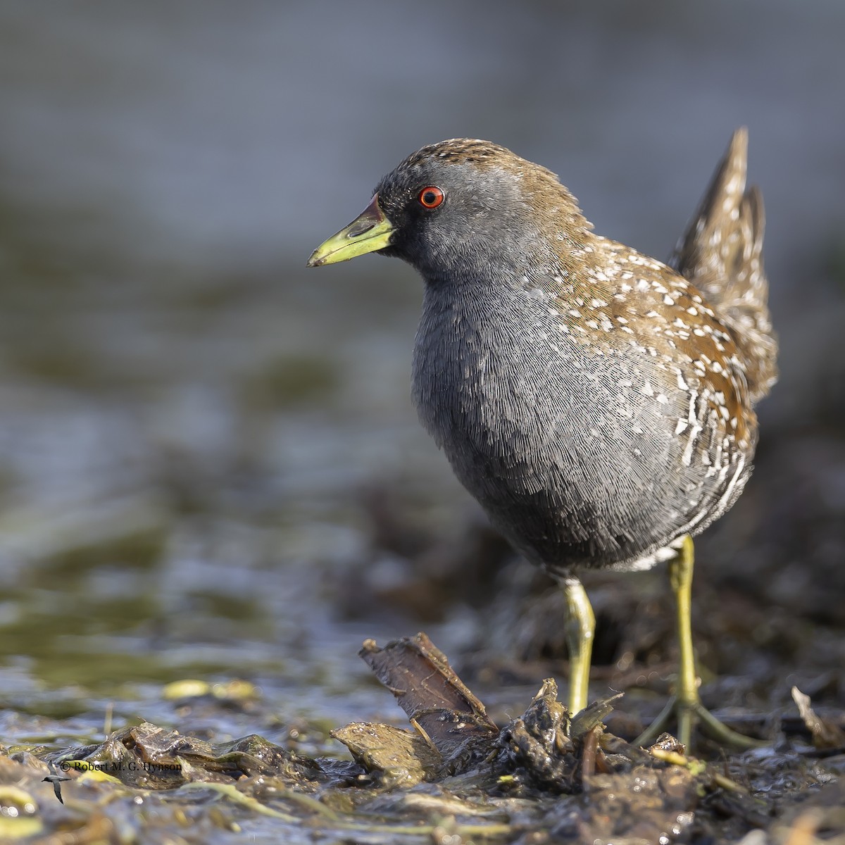 Australian Crake - ML623686215