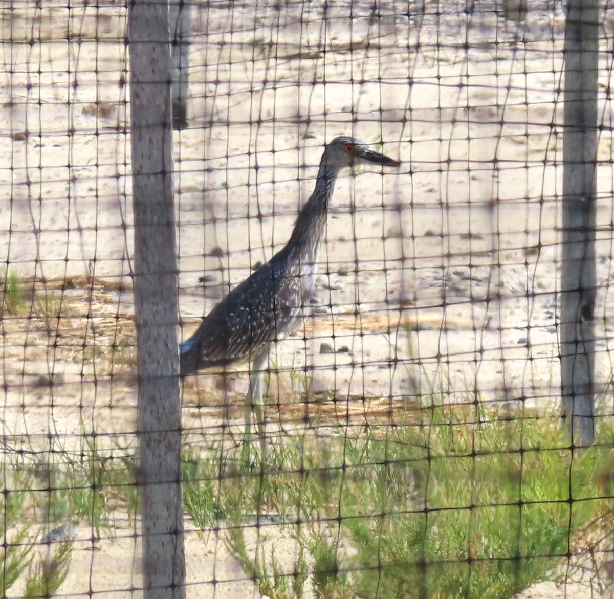 Yellow-crowned Night Heron - ML623686277