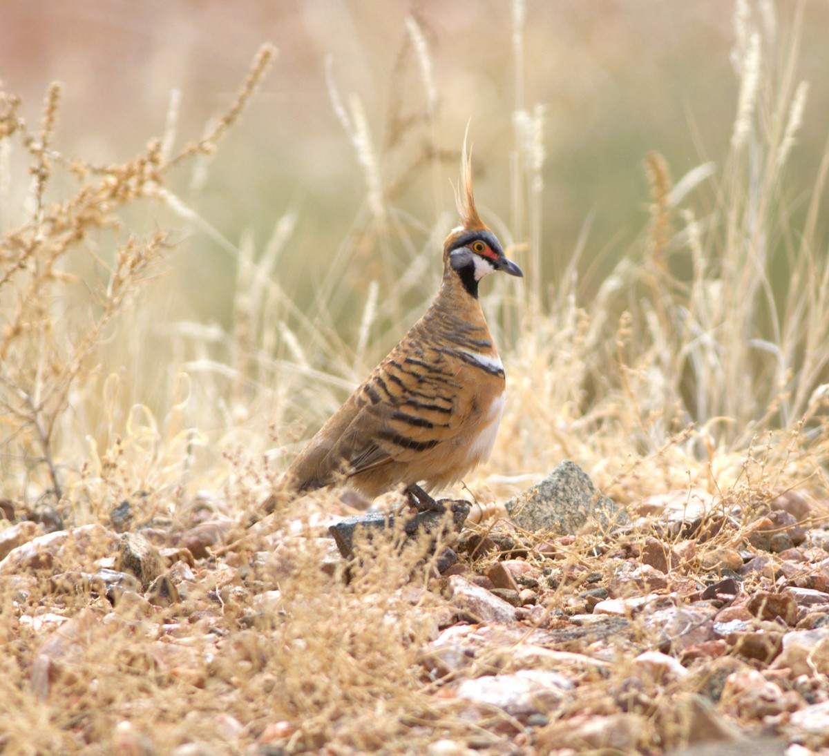 Spinifex Pigeon - ML623686297