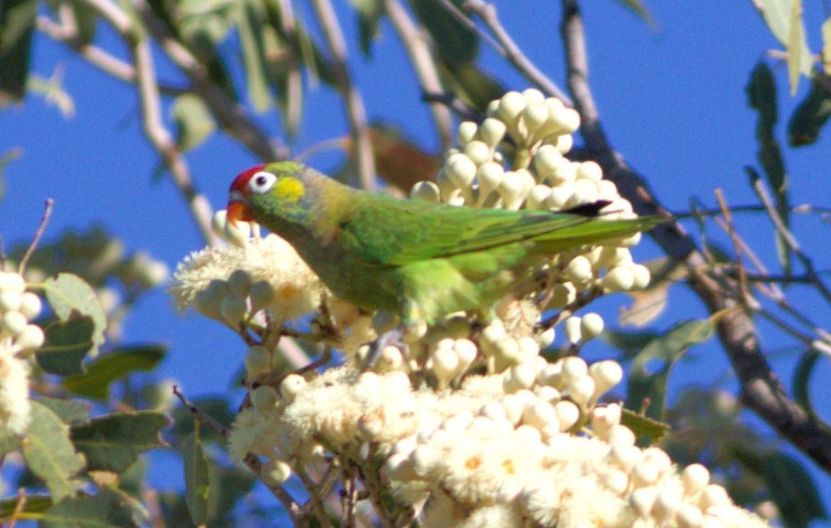 Varied Lorikeet - ML623686322