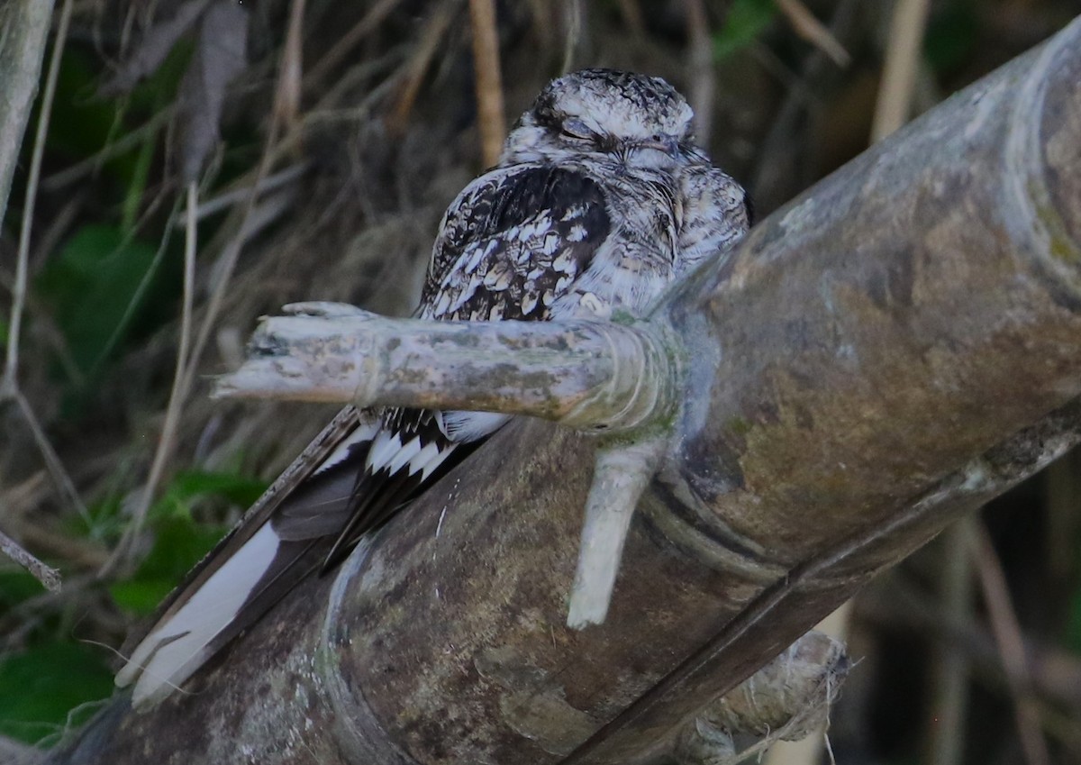 Ladder-tailed Nightjar - Chris Conard