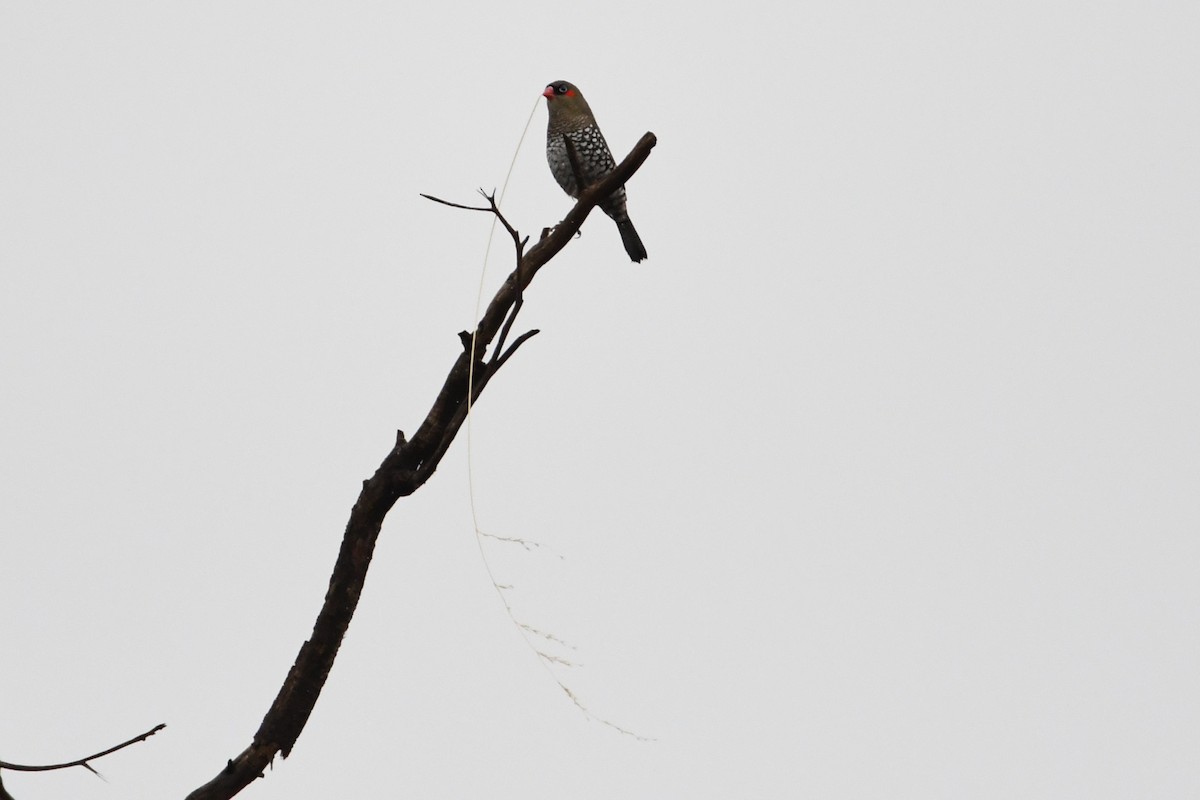 Red-eared Firetail - ML623686373