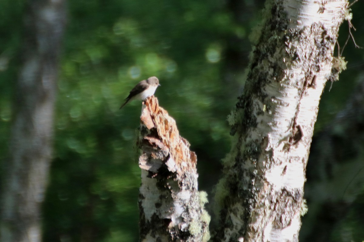 Spotted Flycatcher (Spotted) - ML623686376