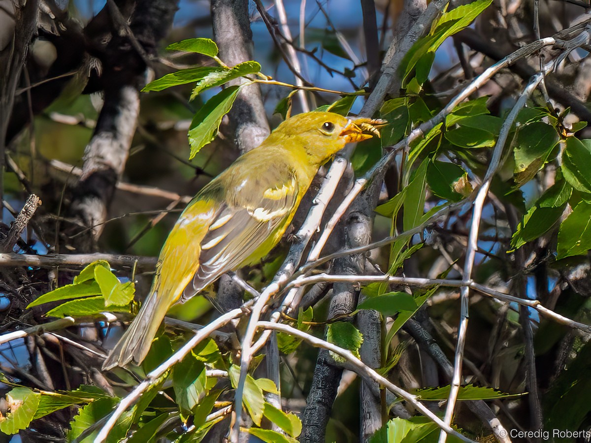 Western Tanager - ML623686383