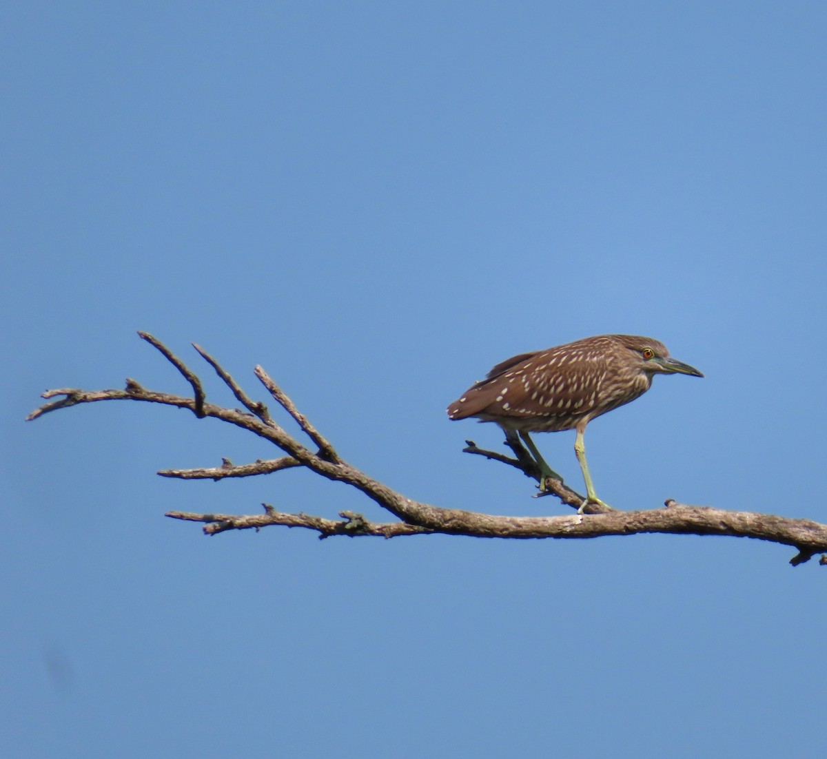 Black-crowned Night Heron - ML623686386