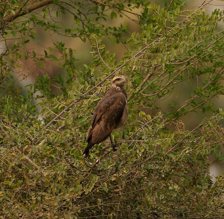 Savanna Hawk - Joseph Tobias