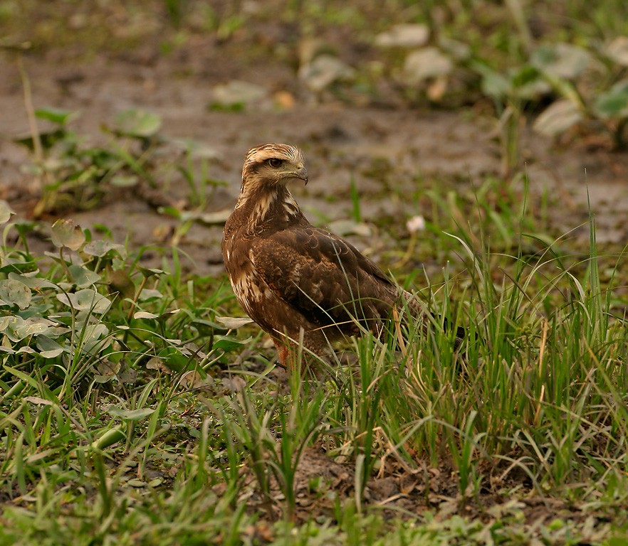 Savanna Hawk - Joseph Tobias