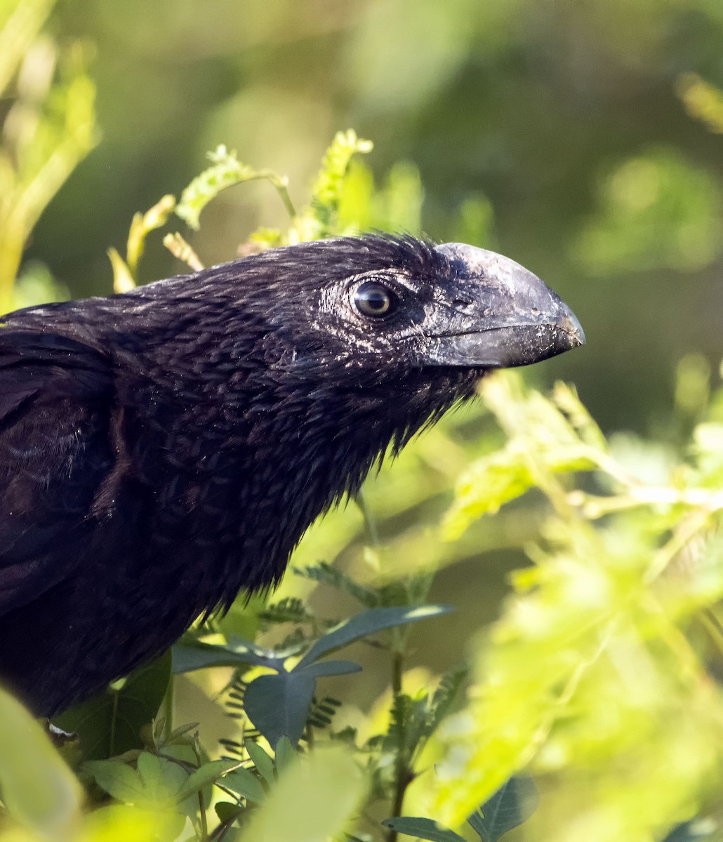 Smooth-billed Ani - ML623686400