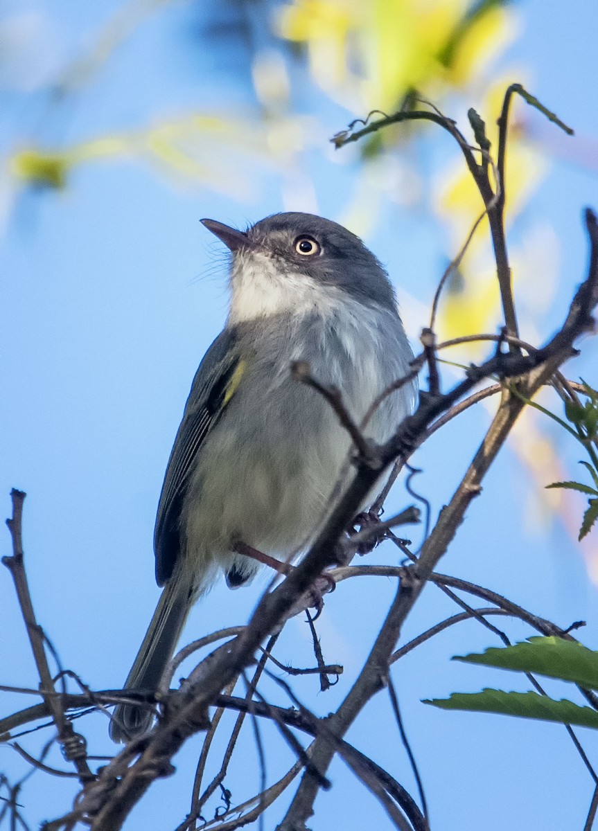 Pearly-vented Tody-Tyrant - ML623686409