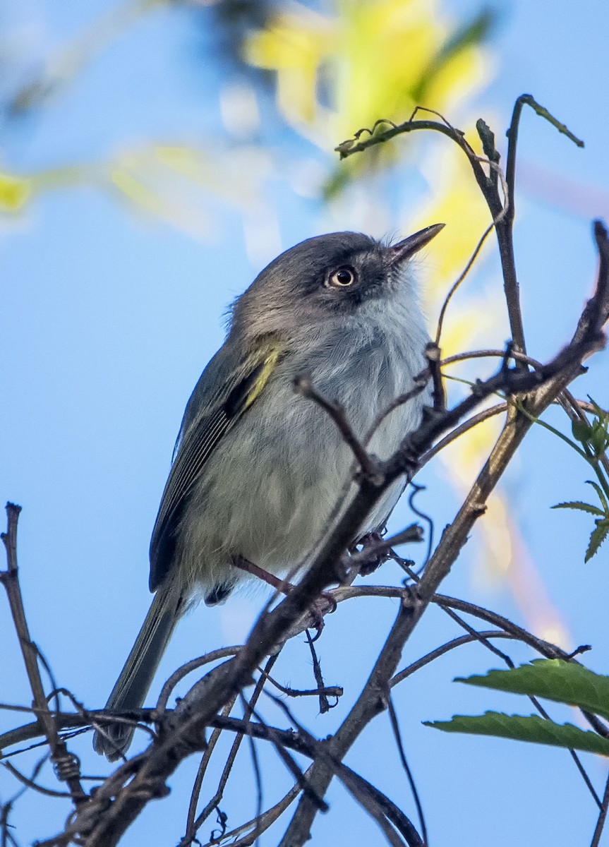 Pearly-vented Tody-Tyrant - ML623686410