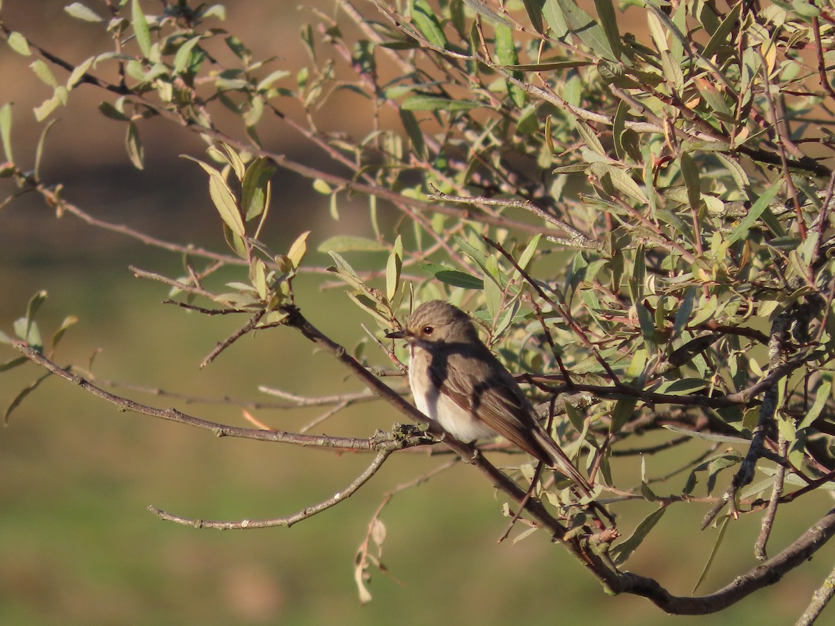 Spotted Flycatcher - Antonio Monteiro