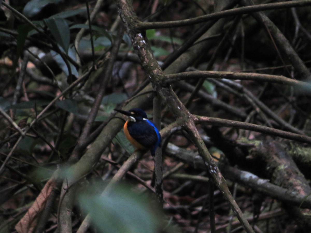 Papuan Dwarf-Kingfisher - ML623686436