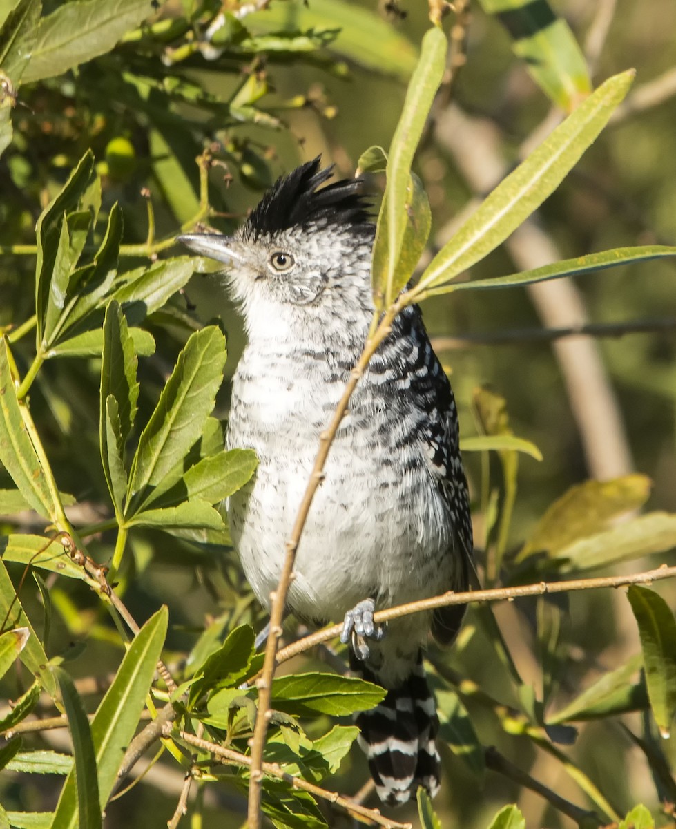 Barred Antshrike - ML623686445