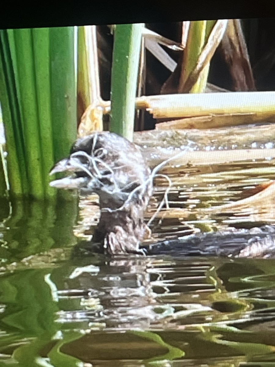 Pied-billed Grebe - ML623686463