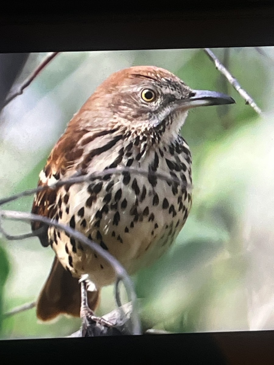 Brown Thrasher - ML623686481