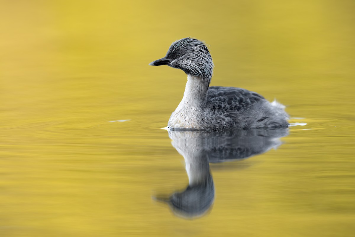 Hoary-headed Grebe - ML623686496