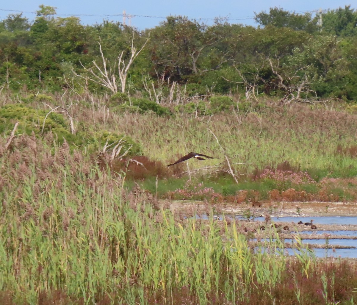 Northern Harrier - ML623686508