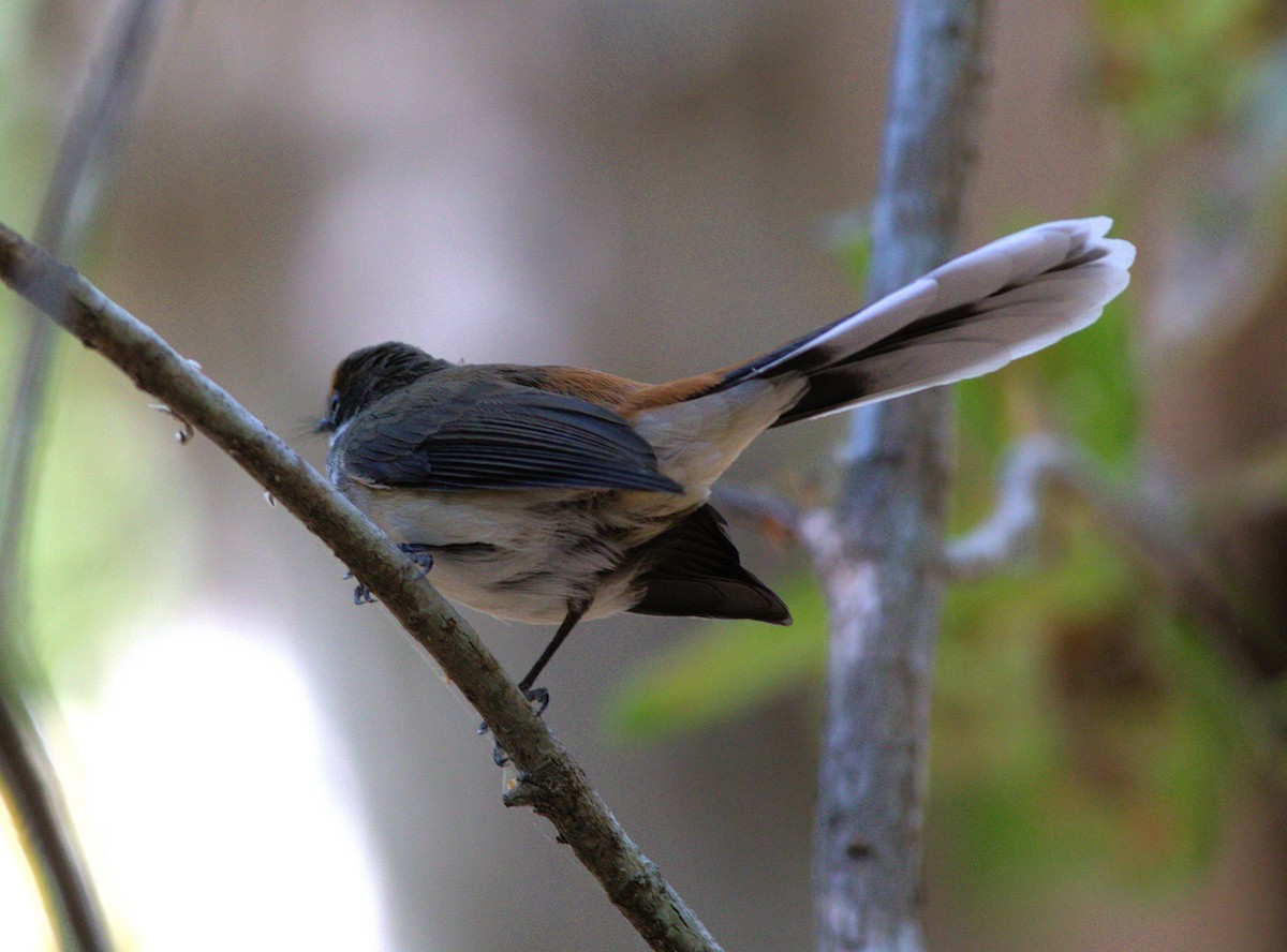 Arafura Fantail - ML623686517