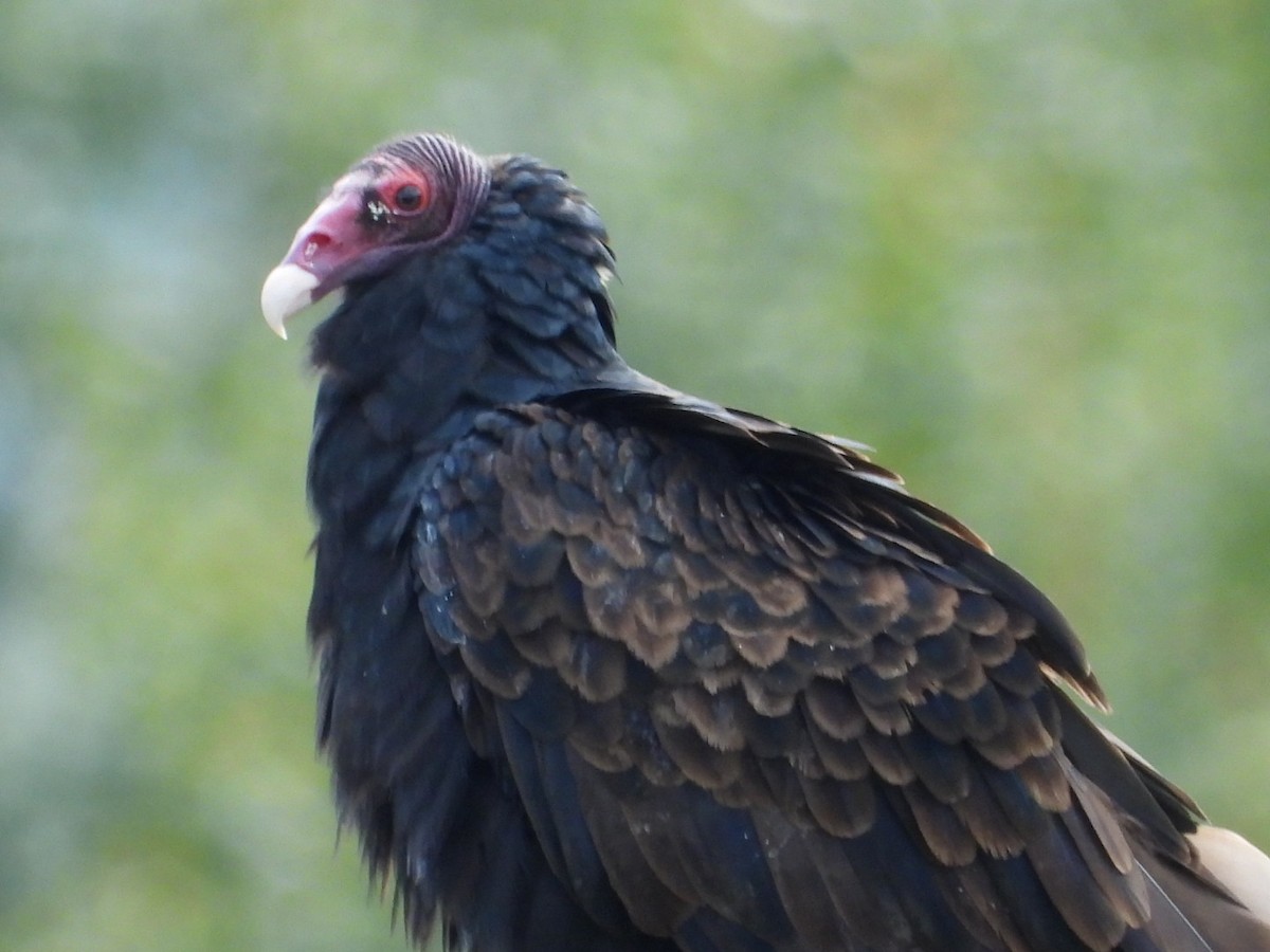 Turkey Vulture - ML623686520